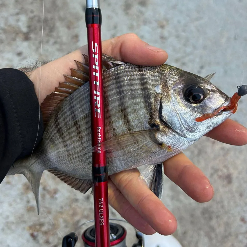 New Spitfire Rockfishing Cañas Daiwa|Rockfishing